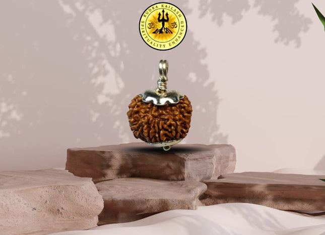 Ten Mukhi 10 Face Rudraksha - Regular - Rudra Kailash