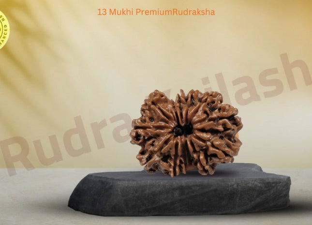 Thirteen Mukhi 13 Face Premium Rudraksha: – Attraction, Prosperity & Desire Fulfillment - Rudra Kailash