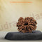 Thirteen Mukhi 13 Face Premium Rudraksha: – Attraction, Prosperity & Desire Fulfillment - Rudra Kailash