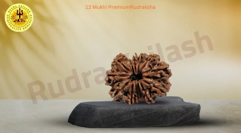 Thirteen Mukhi 13 Face Premium Rudraksha: – Attraction, Prosperity & Desire Fulfillment - Rudra Kailash