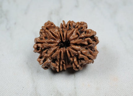 Thirteen Mukhi 13 Face Premium Rudraksha: – Attraction, Prosperity & Desire Fulfillment - Rudra Kailash