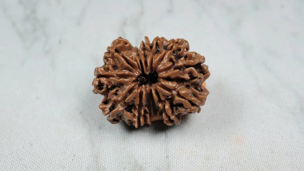 Thirteen Mukhi 13 Face Premium Rudraksha: – Attraction, Prosperity & Desire Fulfillment - Rudra Kailash