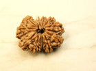 Thirteen Mukhi 13 Face Rudraksha - Collector - Rudra Kailash