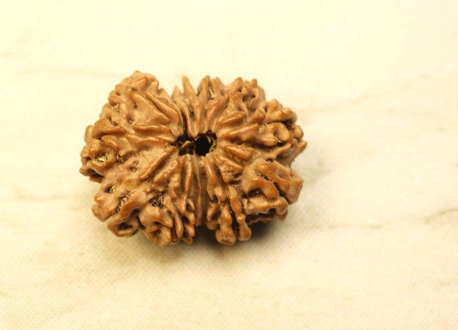 Thirteen Mukhi 13 Face Rudraksha - Collector - Rudra Kailash