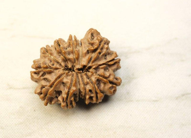 Thirteen Mukhi 13 Face Rudraksha - Collector - Rudra Kailash