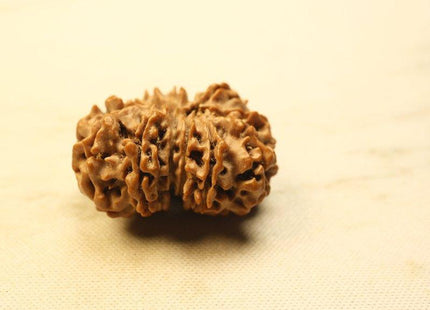 Thirteen Mukhi 13 Face Rudraksha - Collector - Rudra Kailash