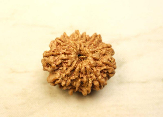 Thirteen Mukhi 13 Face Rudraksha - Medium - Rudra Kailash