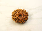 Thirteen Mukhi 13 Face Rudraksha - Medium - Rudra Kailash