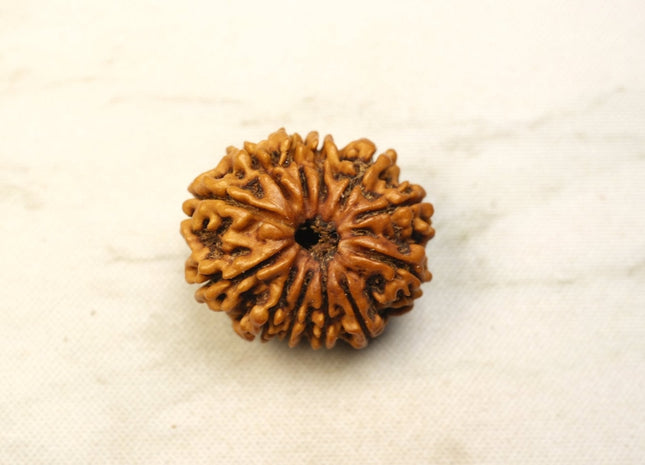 Thirteen Mukhi 13 Face Rudraksha - Medium - Rudra Kailash