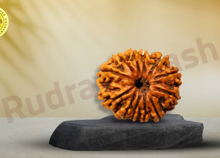 Thirteen Mukhi 13 Face Rudraksha - Medium - Rudra Kailash