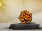 Three Face 3 Mukhi Rudraksha - Medium - Rudra Kailash