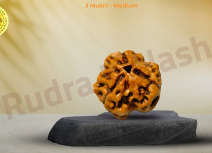 Three Face 3 Mukhi Rudraksha - Medium - Rudra Kailash