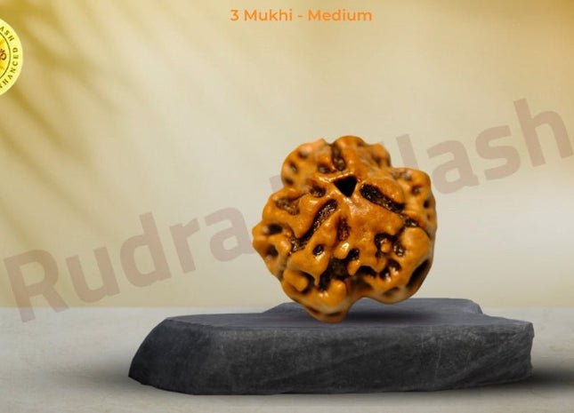 Three Face 3 Mukhi Rudraksha - Medium - Rudra Kailash
