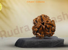 Three Mukhi 3 Face Rudraksha - Collector - Rudra Kailash
