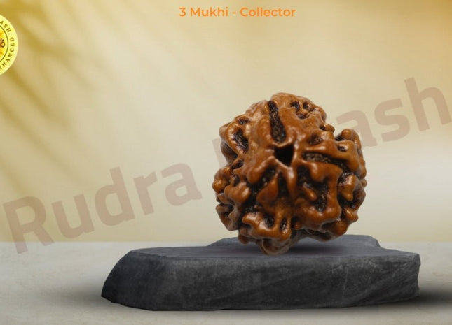 Three Mukhi 3 Face Rudraksha - Collector - Rudra Kailash