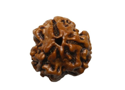 Three Mukhi 3 Face Rudraksha - Regular - Rudra Kailash