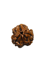 Three Mukhi 3 Face Rudraksha - Regular - Rudra Kailash
