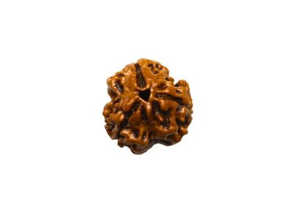 Three Mukhi 3 Face Rudraksha - Regular - Rudra Kailash