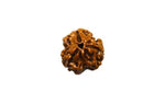 Three Mukhi 3 Face Rudraksha - Regular - Rudra Kailash