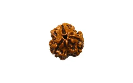 Three Mukhi 3 Face Rudraksha - Regular - Rudra Kailash