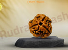 Three Mukhi 3 Face Rudraksha - Regular - Rudra Kailash