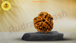 Three Mukhi 3 Face Rudraksha - Regular - Rudra Kailash