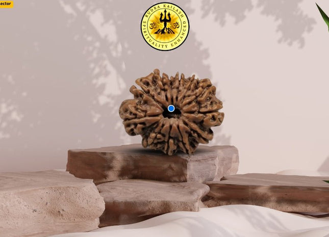 Twelve Mukhi 12 Face Premium Rudraksha – Energy, Decision Making &amp; Leadership - Rudra Kailash