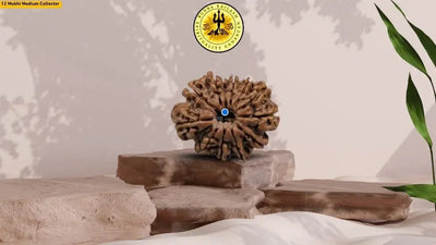 Twelve Mukhi 12 Face Premium Rudraksha – Energy, Decision Making &amp; Leadership - Rudra Kailash