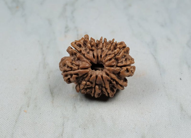 Twelve Mukhi 12 Face Premium Rudraksha – Energy, Decision Making &amp; Leadership - Rudra Kailash