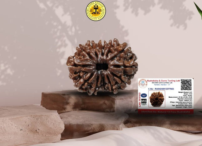 Twelve Mukhi 12 Face Rudraksha - Collector - Rudra Kailash