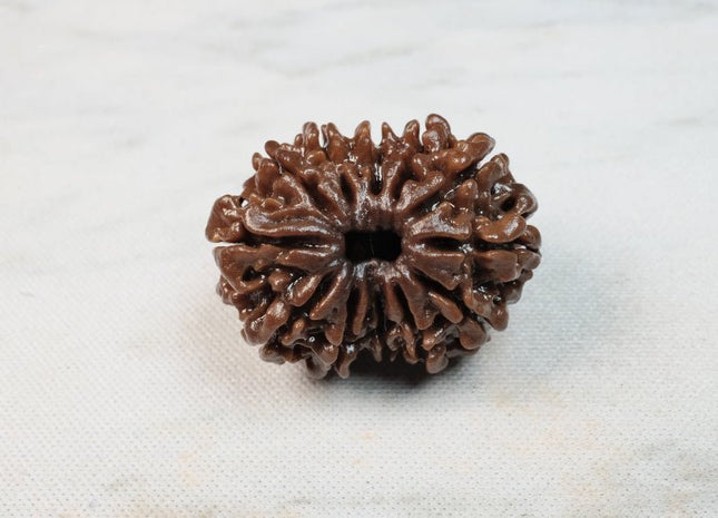 Twelve Mukhi 12 Face Rudraksha - Collector - Rudra Kailash