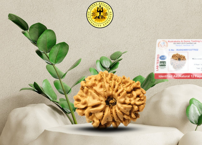 Twelve Mukhi 12 Face Rudraksha - Medium - Rudra Kailash