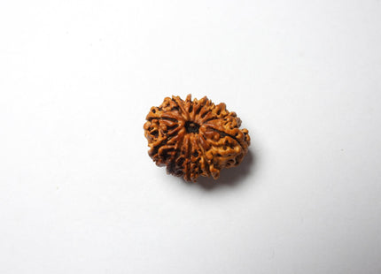 Twelve Mukhi 12 Face Rudraksha - Regular - Rudra Kailash