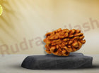 Two Mukhi 2 Face Himalayan Rudraksha - Regular - Rudra Kailash